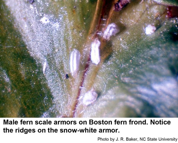 male fern scale armors on Boston fern frond. Notice the ridges on the snow-white armor.